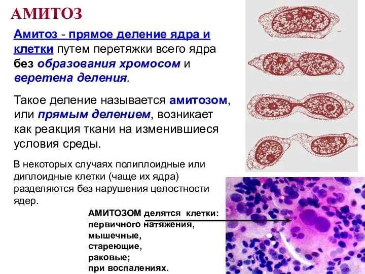 Амитоз - прямое деление ядра и клетки путем перетяжки всего