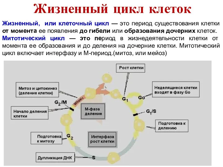 Жизненный цикл клеток Жизненный, или клеточный цикл — это период