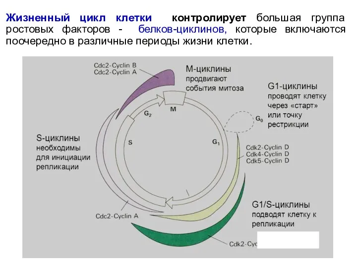 Жизненный цикл клетки контролирует большая группа ростовых факторов - белков-циклинов,