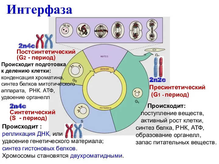 Интерфаза 2n2c Пресинтетический (G1 - период) 2n4c Синтетический (S -