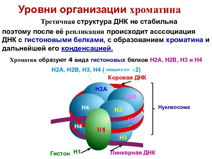 Уровни организации хроматина Третичная структура ДНК не стабильна поэтому после