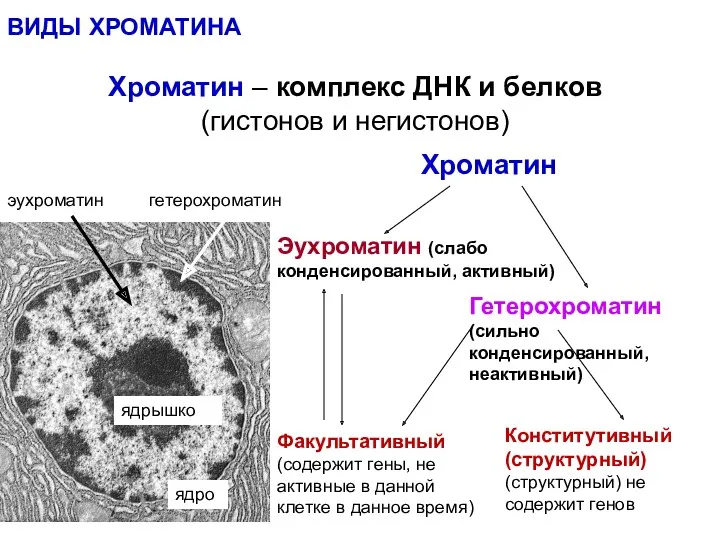 Хроматин – комплекс ДНК и белков (гистонов и негистонов) Хроматин