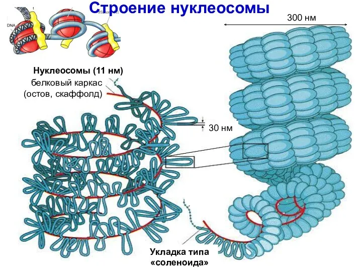 белковый каркас (остов, скаффолд) Нуклеосомы (11 нм) 30 нм Укладка типа «соленоида» 300 нм Строение нуклеосомы