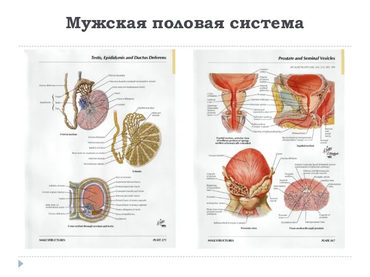 Мужская половая система