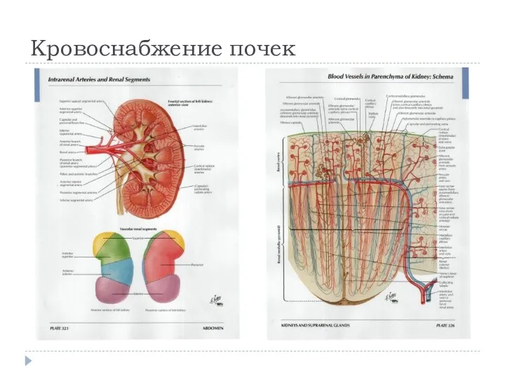 Кровоснабжение почек