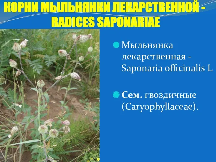 Мыльнянка лекарственная - Saponaria officinalis L Сем. гвоздичные (Caryophyllaceae). КОРНИ МЫЛЬНЯНКИ ЛЕКАРСТВЕННОЙ - RADICES SAPONARIAЕ