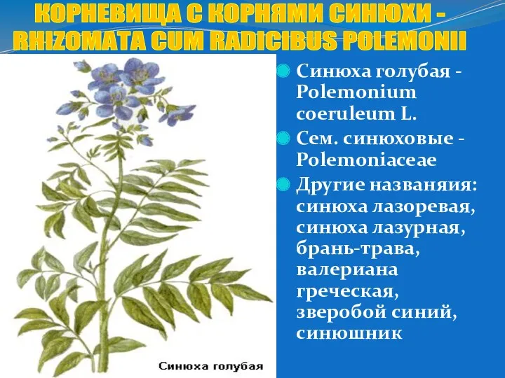 Синюха голубая - Polemonium coeruleum L. Сем. синюховые - Polemoniaceae