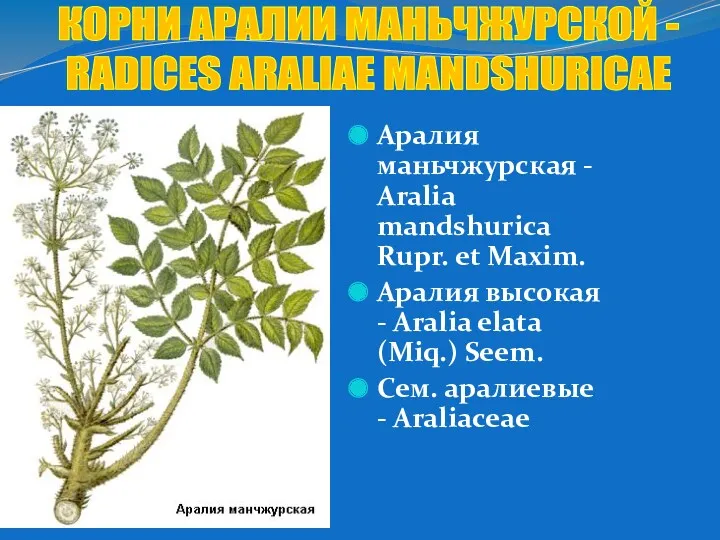 Аралия маньчжурская - Aralia mandshurica Rupr. et Maxim. Аралия высокая