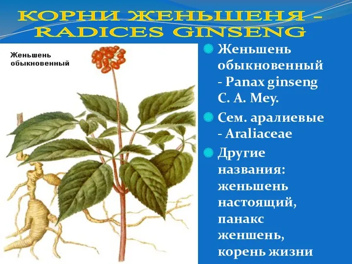 Женьшень обыкновенный - Panax ginseng C. A. Меy. Сем. аралиевые