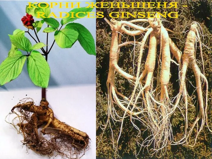 КОРНИ ЖЕНЬШЕНЯ - RADICES GINSENG