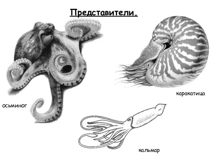 Представители. осьминог кальмар каракатица