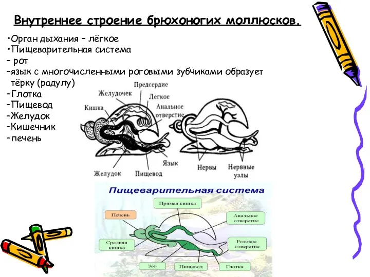 Внутреннее строение брюхоногих моллюсков. Орган дыхания – лёгкое Пищеварительная система