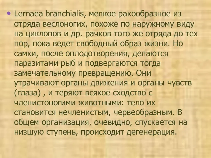 Lernaea branchialis, мелкое ракообразное из отряда веслоногих, похоже по наружному виду на циклопов