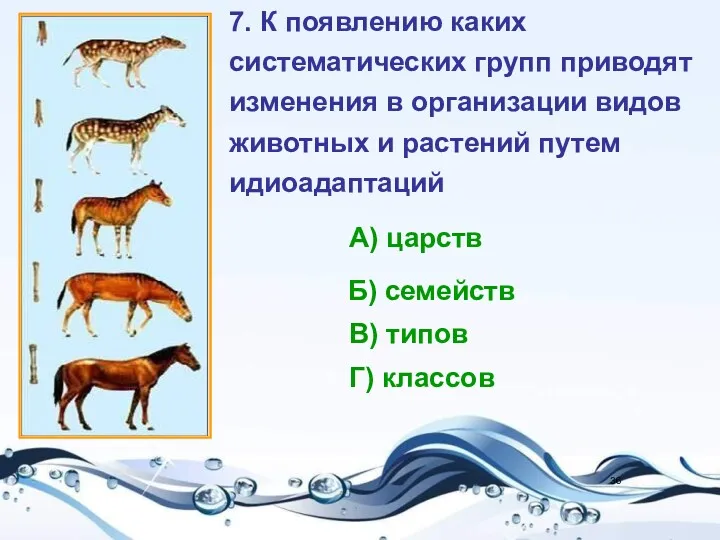 7. К появлению каких систематических групп приводят изменения в организации видов животных и