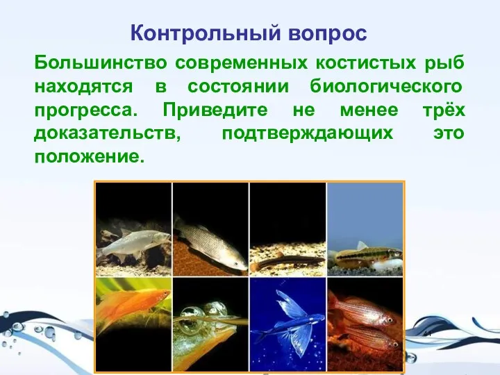 Большинство современных костистых рыб находятся в состоянии биологического прогресса. Приведите не менее трёх