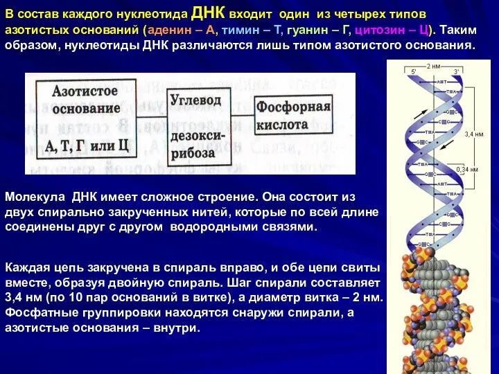 В состав каждого нуклеотида ДНК входит один из четырех типов азотистых оснований (аденин