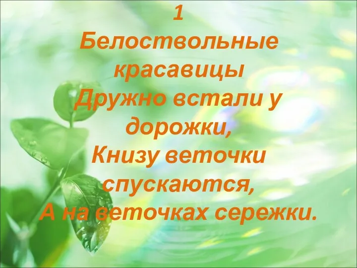 1 Белоствольные красавицы Дружно встали у дорожки, Книзу веточки спускаются, А на веточках сережки.