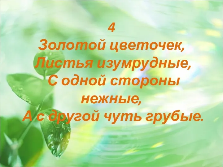 4 Золотой цветочек, Листья изумрудные, С одной стороны нежные, А с другой чуть грубые.