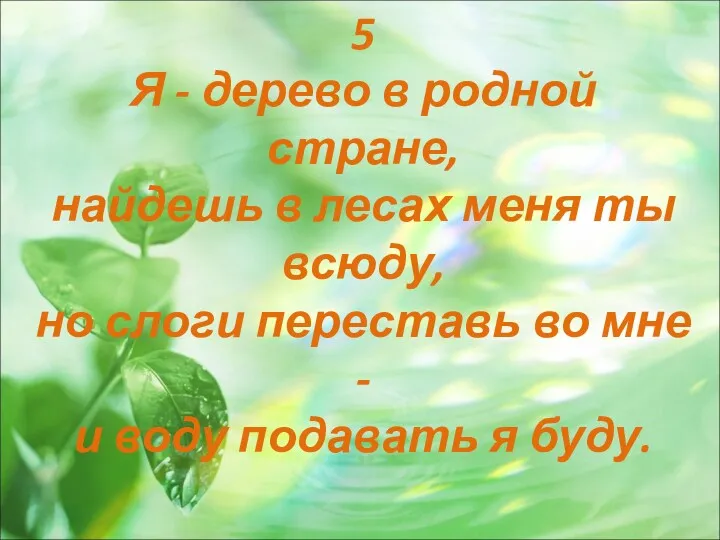 5 Я - дерево в родной стране, найдешь в лесах