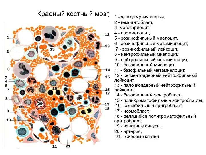 Красный костный мозг 1 -ретикулярная клетка, 2 - гемоцитобласт, 3 -мегакариоцит, 4 -