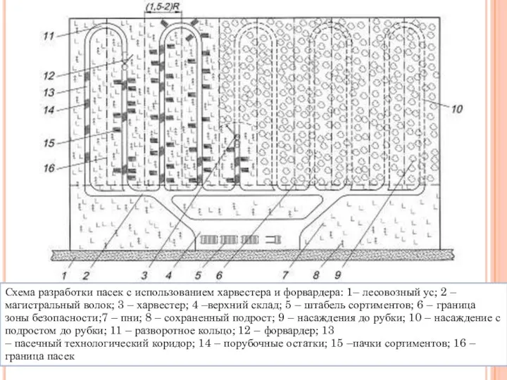 Схема разработки пасек с использованием харвестера и форвардера: 1– лесовозный