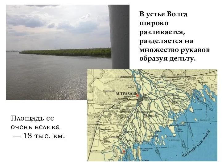 В устье Волга широко разливается, разделяется на множество рукавов образуя