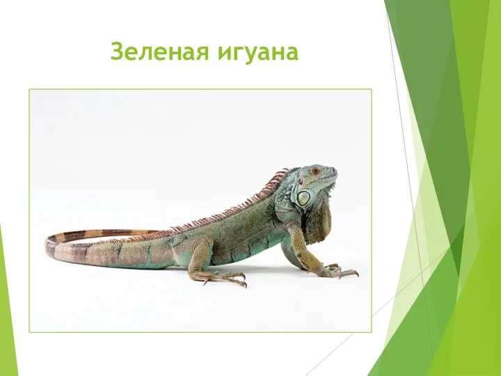 Зеленая игуана