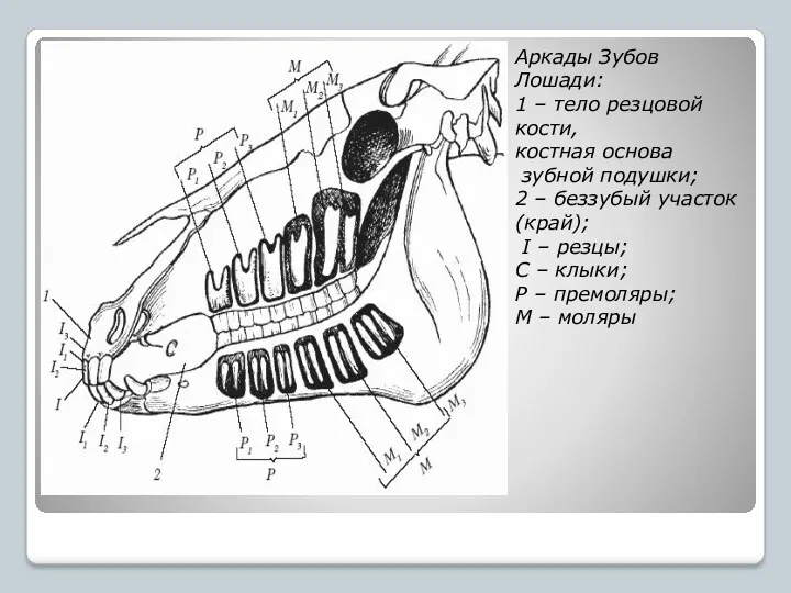 Аркады Зубов Лошади: 1 – тело резцовой кости, костная основа зубной подушки; 2