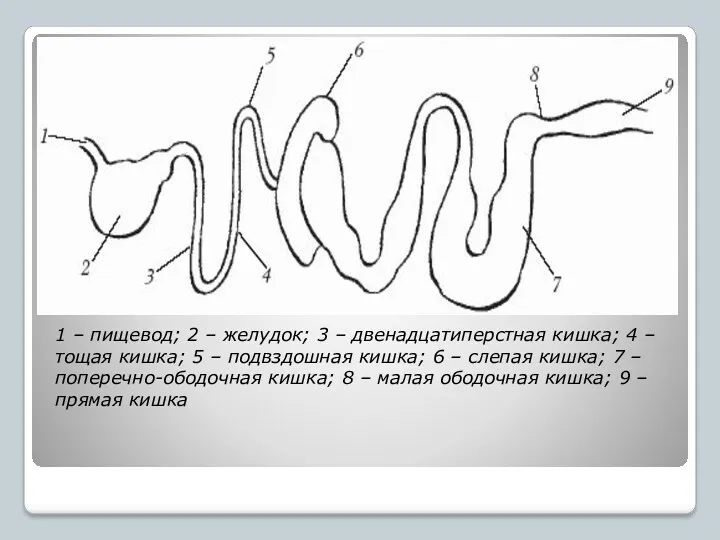 1 – пищевод; 2 – желудок; 3 – двенадцатиперстная кишка;