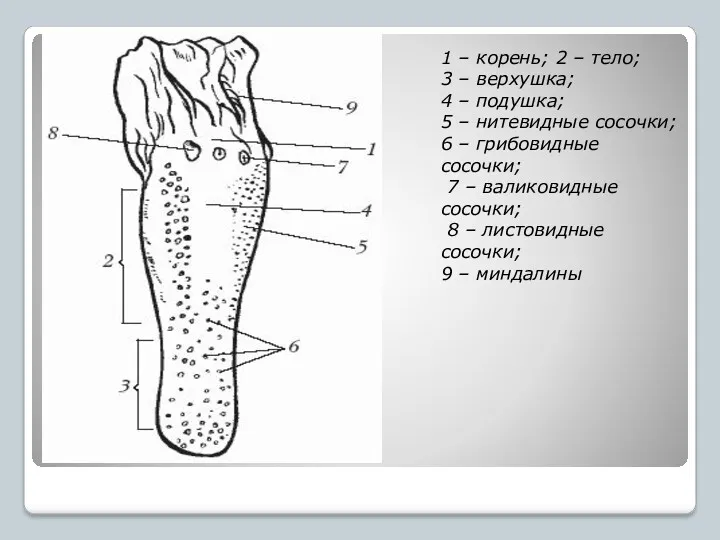 1 – корень; 2 – тело; 3 – верхушка; 4