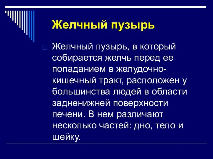 Желчный пузырь Желчный пузырь, в который собирается желчь перед ее