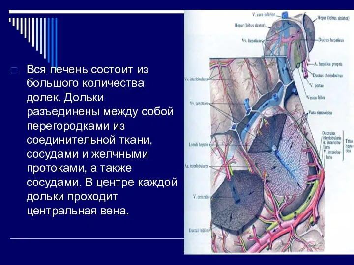 Вся печень состоит из большого количества долек. Дольки разъединены между