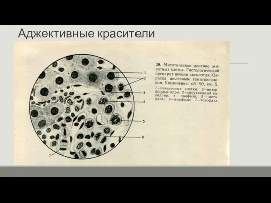 Аджективные красители