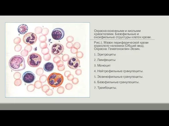 Окраска основными и кислыми красителями. Базофильные и оксифильные структуры клеток