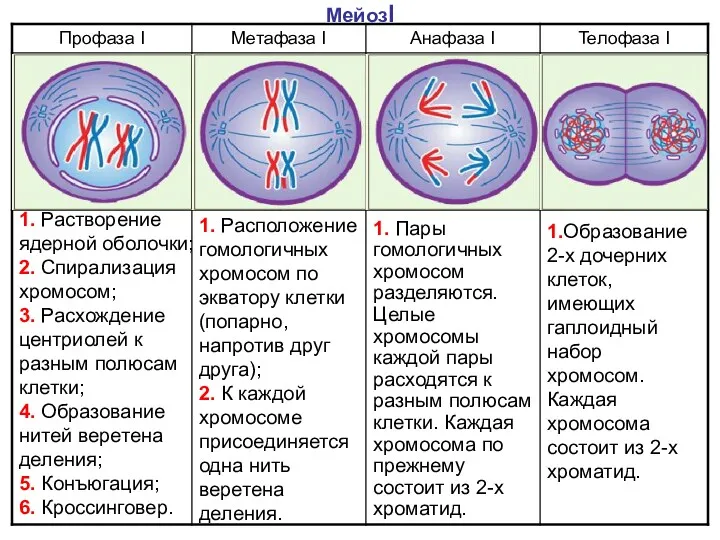 МейозI 1. Растворение ядерной оболочки; 2. Спирализация хромосом; 3. Расхождение