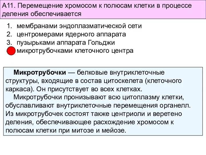 А11. Перемещение хромосом к полюсам клетки в процессе деления обеспечивается