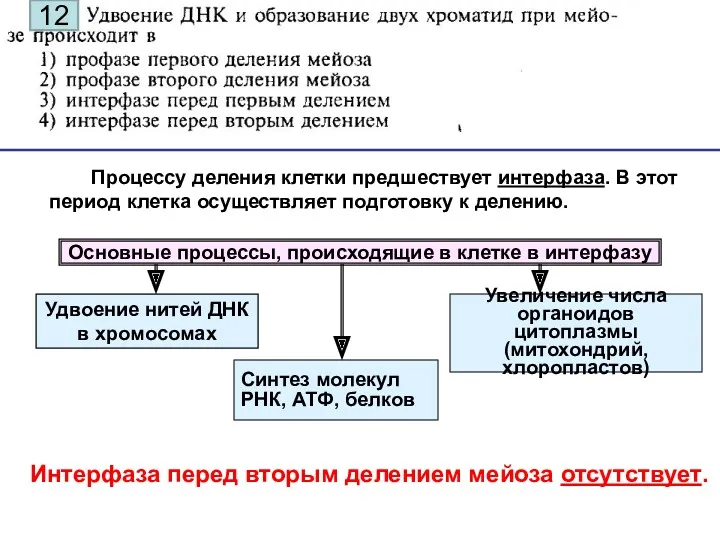 Процессу деления клетки предшествует интерфаза. В этот период клетка осуществляет