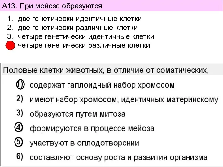 А13. При мейозе образуются две генетически идентичные клетки две генетически