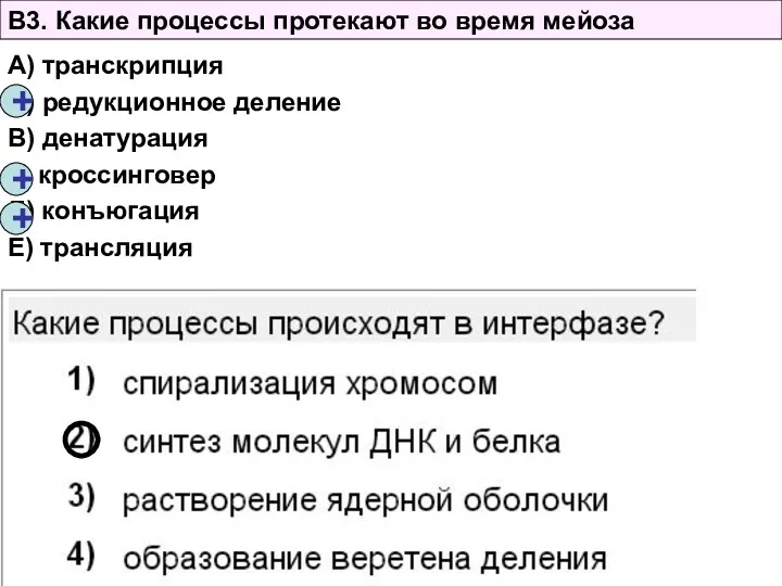 В3. Какие процессы протекают во время мейоза А) транскрипция Б)