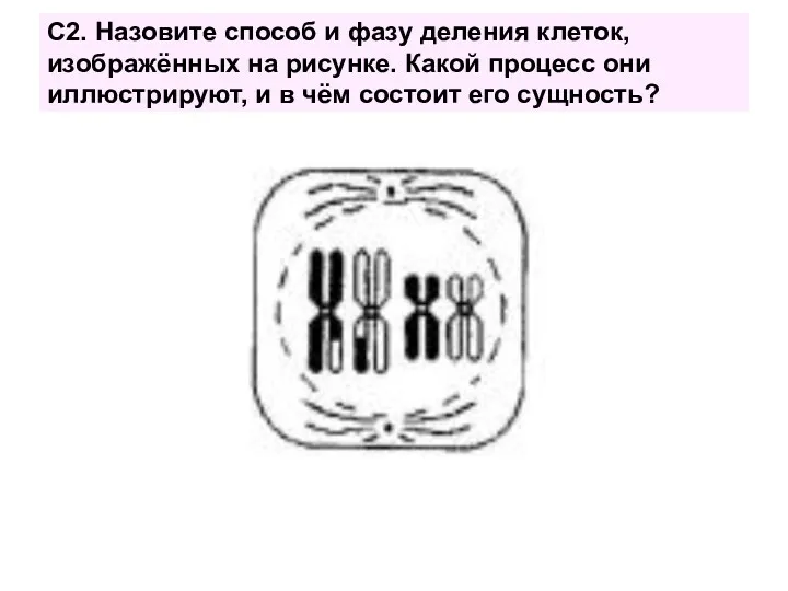 С2. Назовите способ и фазу деления клеток, изображённых на рисунке.