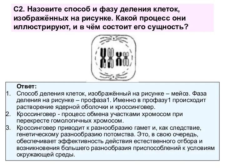 С2. Назовите способ и фазу деления клеток, изображённых на рисунке.