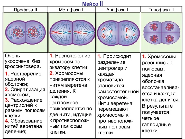 Мейоз II Очень укорочена, без кроссинговера. 1. Растворение ядерной оболочки;