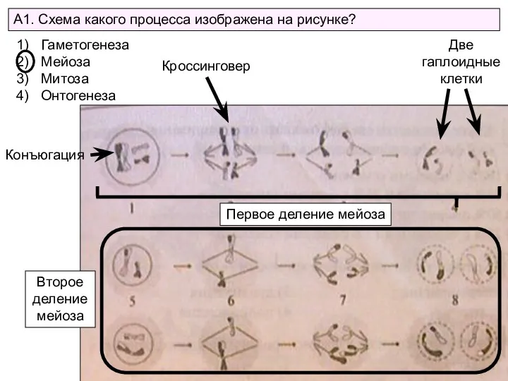 А1. Схема какого процесса изображена на рисунке? Гаметогенеза Мейоза Митоза