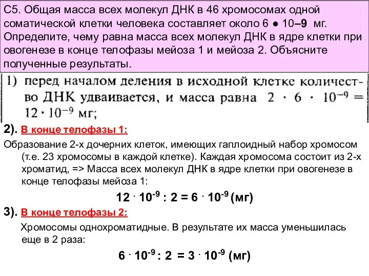 С5. Общая масса всех молекул ДНК в 46 хромосомах одной