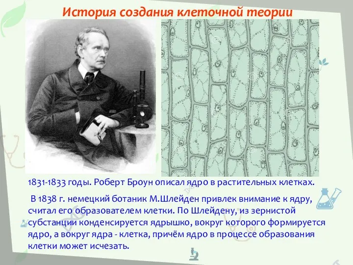 1831-1833 годы. Роберт Броун описал ядро в растительных клетках. В 1838 г. немецкий
