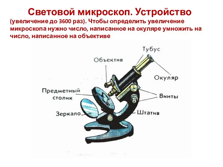 Световой микроскоп. Устройство (увеличение до 3600 раз). Чтобы определить увеличение микроскопа нужно число,