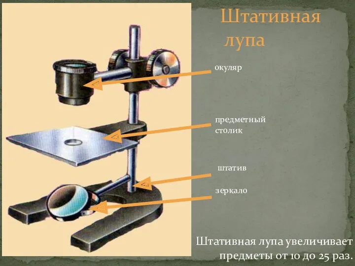 Штативная лупа штатив зеркало предметный столик окуляр Штативная лупа увеличивает предметы от 10 до 25 раз.