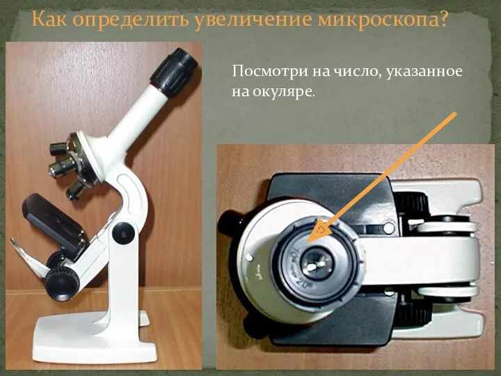 Как определить увеличение микроскопа? Посмотри на число, указанное на окуляре.