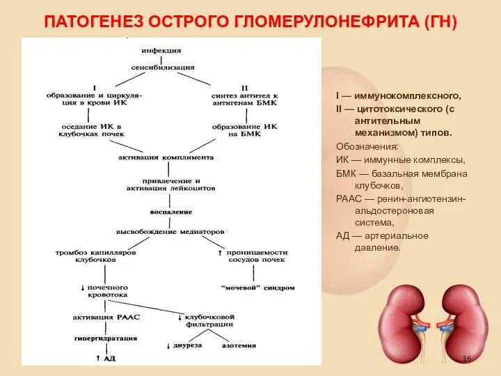 ПАТОГЕНЕЗ ОСТРОГО ГЛОМЕРУЛОНЕФРИТА (ГН) I — иммунокомплексного, II — цитотоксического