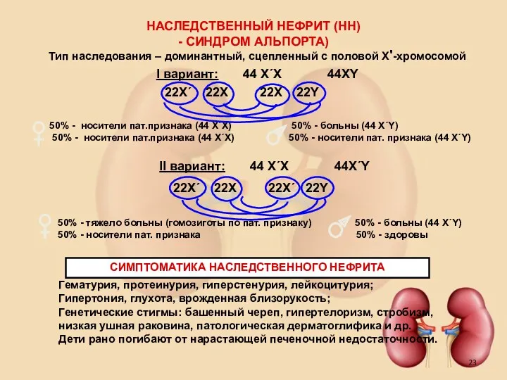 НАСЛЕДСТВЕННЫЙ НЕФРИТ (НН) - СИНДРОМ АЛЬПОРТА) Тип наследования – доминантный,